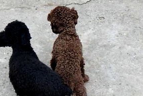 狗与狗交配视频,揭秘犬类交配行为