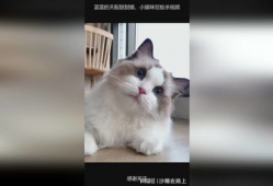小猫咪视频,小猫咪视频集锦