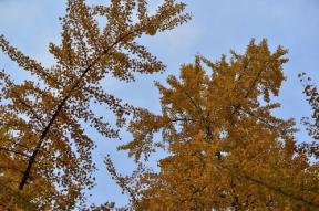 金色印象,探寻璀璨文化底蕴的璀璨之光