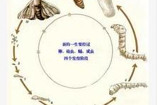 蚕的一生视频,从卵到丝的奇妙旅程