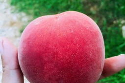 水蜜桃在线视频,甜蜜瞬间，尽享视觉盛宴