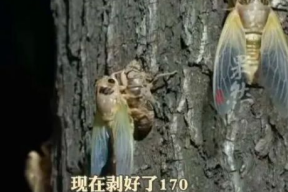 知了视频,探索短视频新潮流，引领内容创新之旅